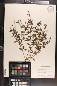 Baptisia lecontei image