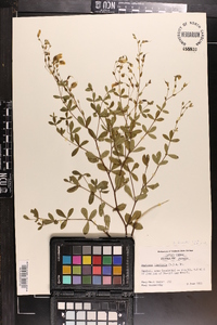 Baptisia lecontei image