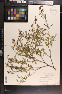 Baptisia lecontei image