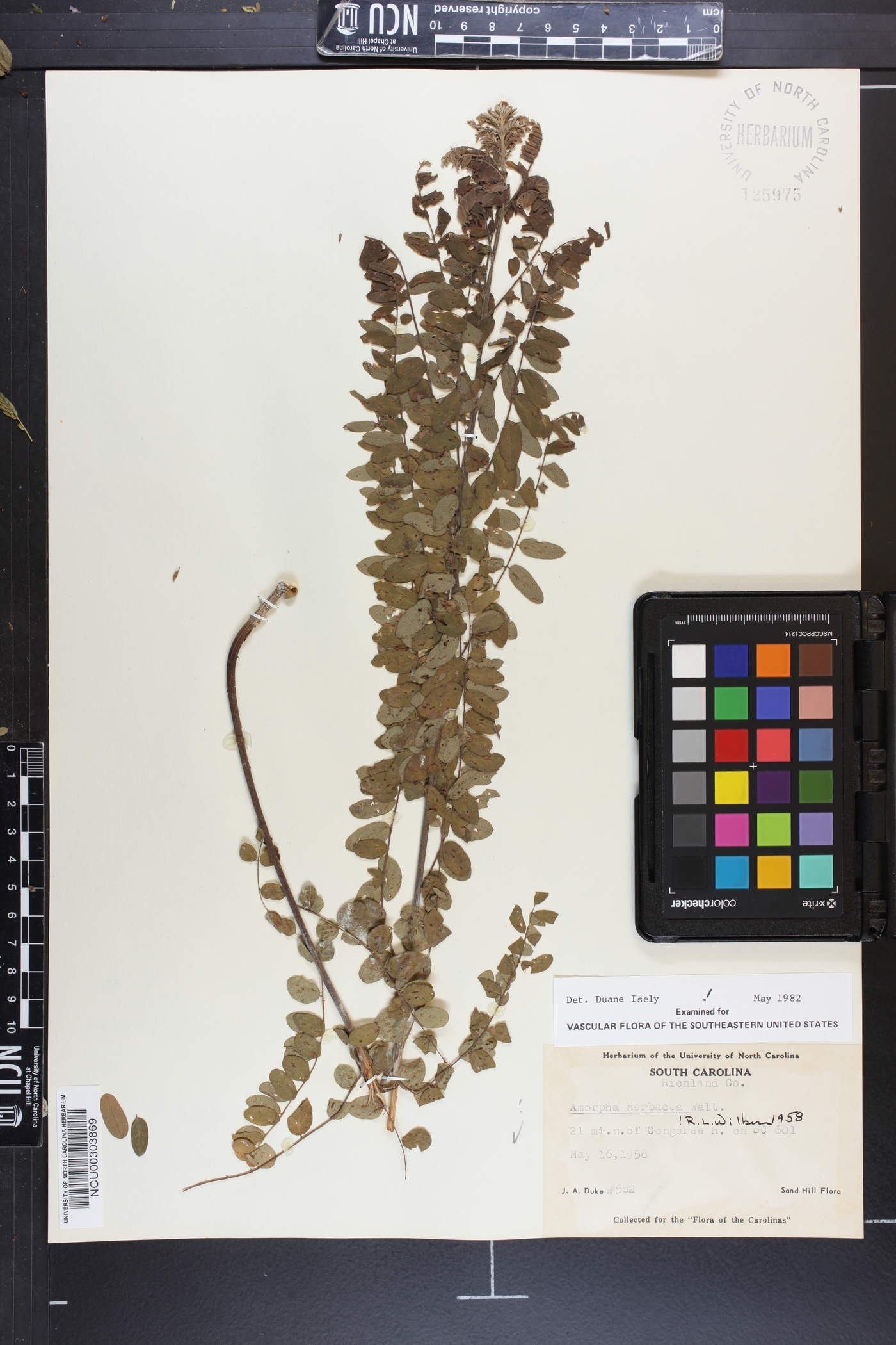 Amorpha herbacea image