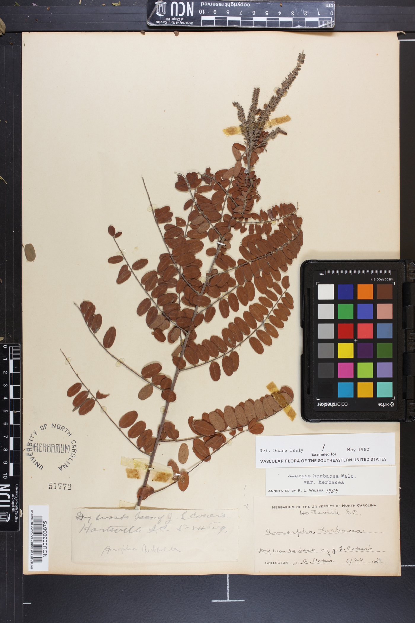 Amorpha herbacea image