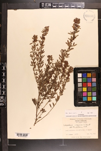 Lespedeza virginica image