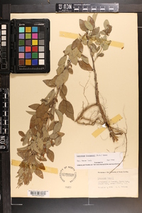 Lespedeza virginica image