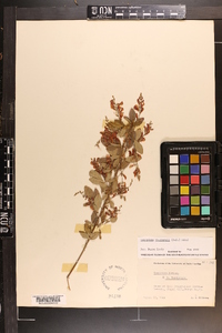 Lespedeza virginica image