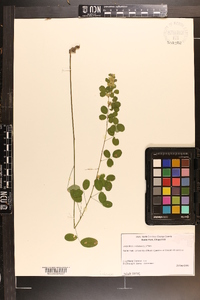 Lespedeza violacea image