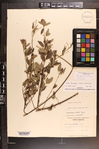 Lespedeza × nuttallii image