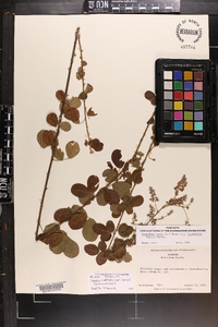 Lespedeza × nuttallii image