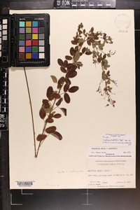 Lespedeza × nuttallii image