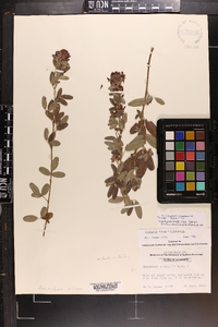 Lespedeza × nuttallii image