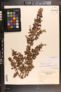 Lespedeza × nuttallii image