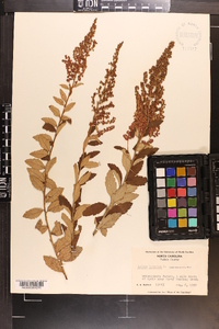 Spiraea tomentosa image