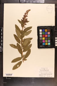 Spiraea x billardii image