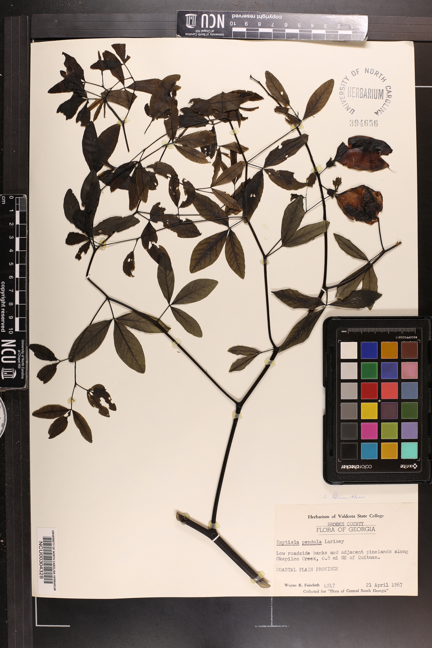 Baptisia pendula image