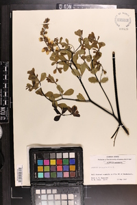 Baptisia alba image