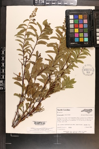 Spiraea latifolia image