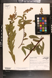 Spiraea latifolia image