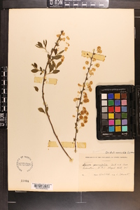 Spiraea prunifolia image