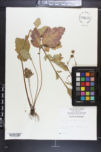 Geum virginianum image