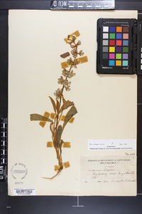 Lupinus diffusus image