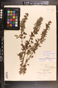 Image of Lespedeza acuticarpa