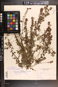 Lespedeza acuticarpa image