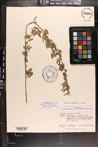 Lespedeza × brittonii image