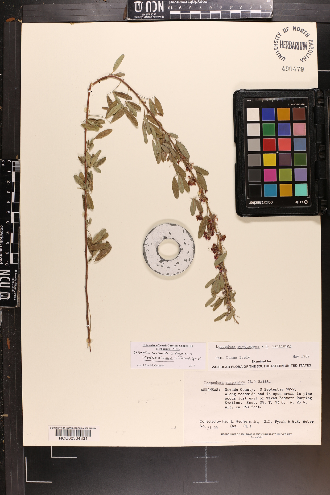 Lespedeza × brittonii image
