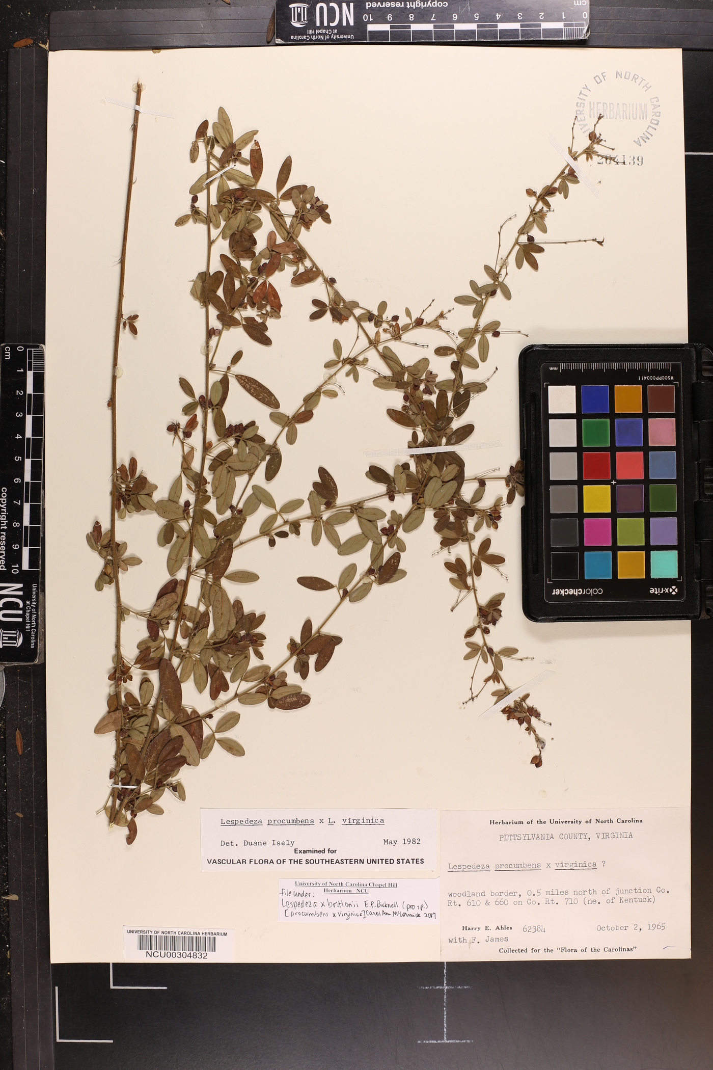 Lespedeza × brittonii image