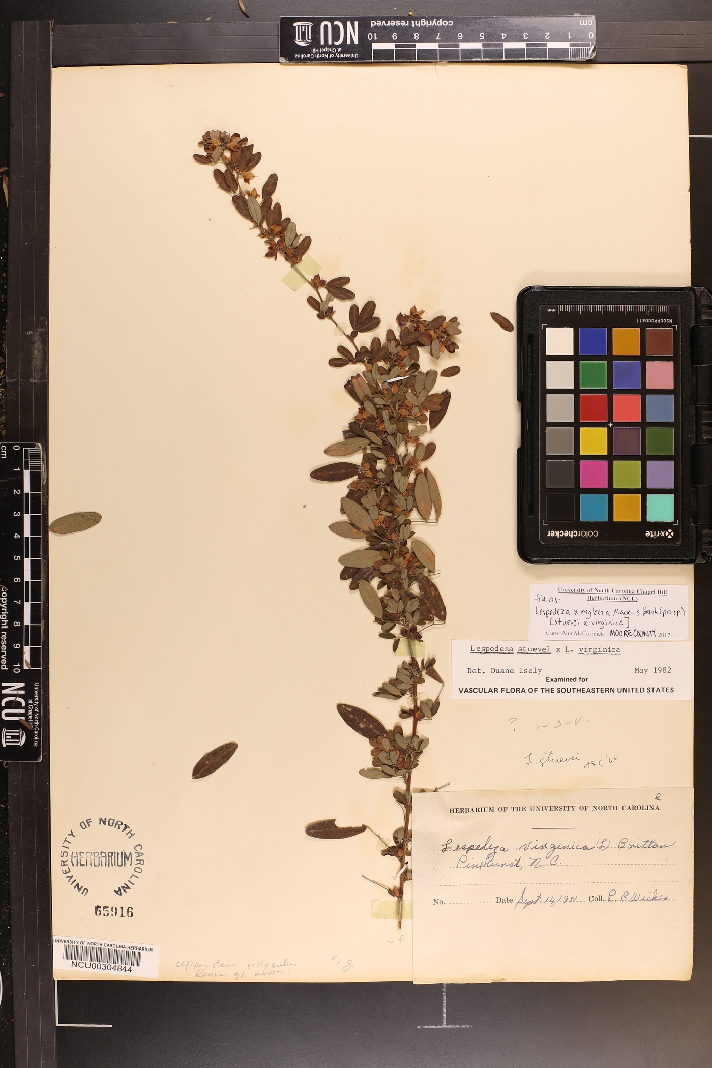 Lespedeza × neglecta image