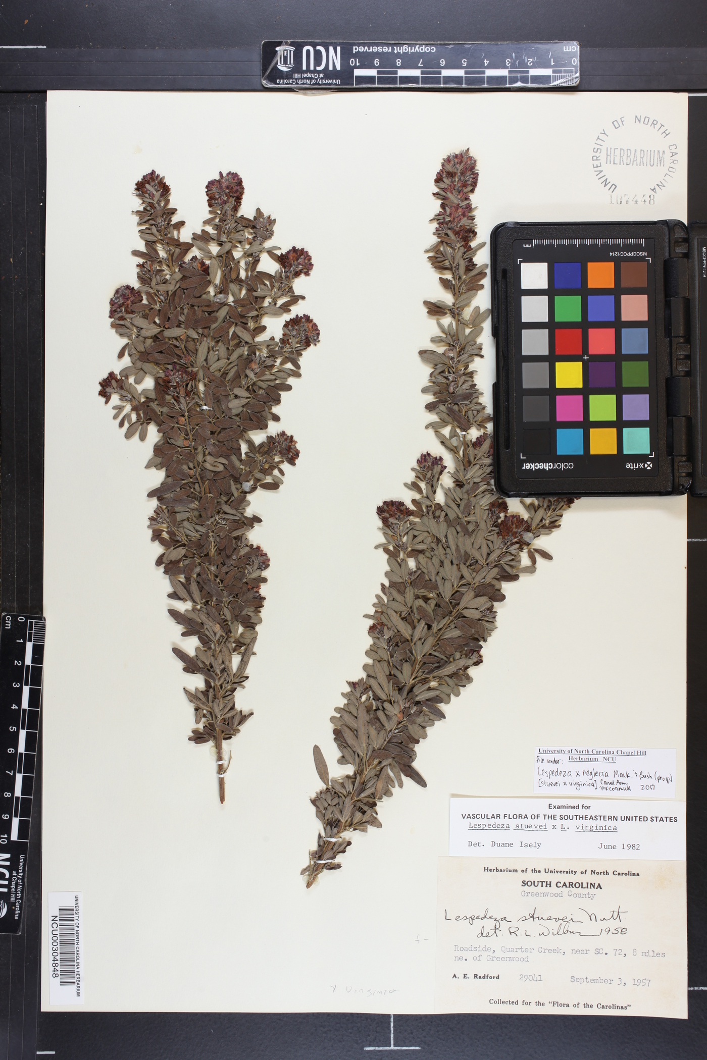Lespedeza × neglecta image