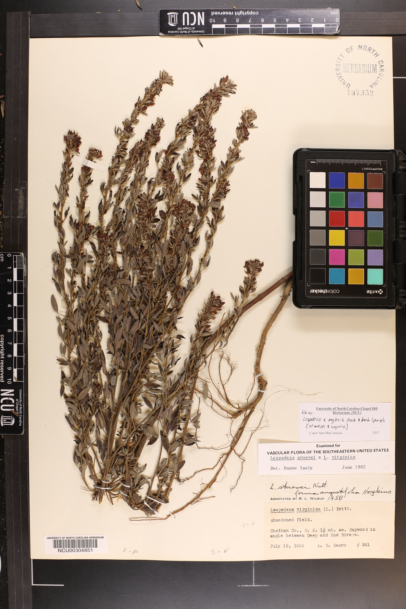 Lespedeza × neglecta image
