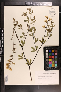 Baptisia alba image