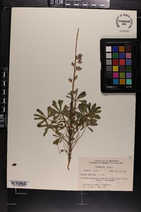 Lupinus nuttallii image