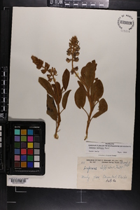 Lupinus diffusus image