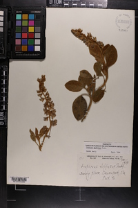 Lupinus diffusus image