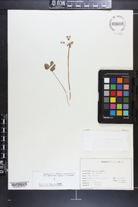 Oxalis rubra image