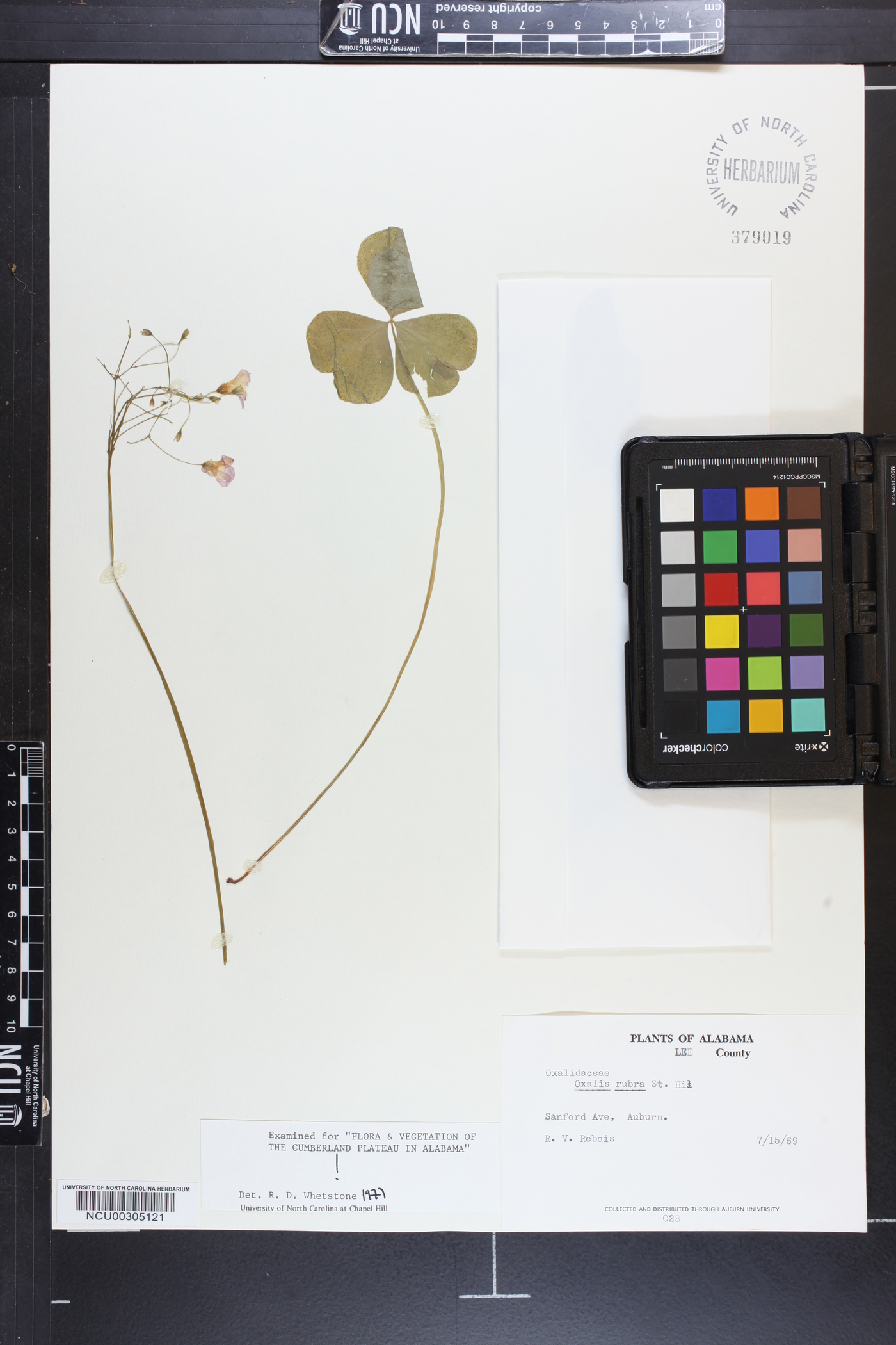 Oxalis rubra image