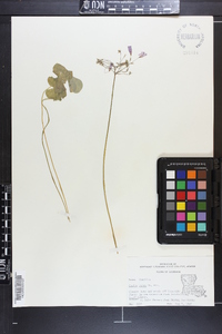 Oxalis rubra image