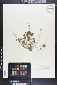 Oxalis rubra image