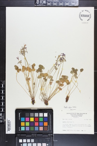 Oxalis rubra image