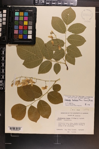 Cladrastis kentukea image