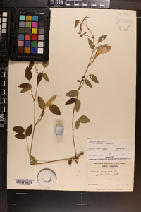 Clitoria mariana image