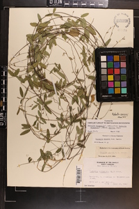 Galactia macreei image