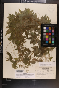 Galactia macreei image