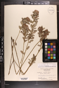 Lespedeza capitata image