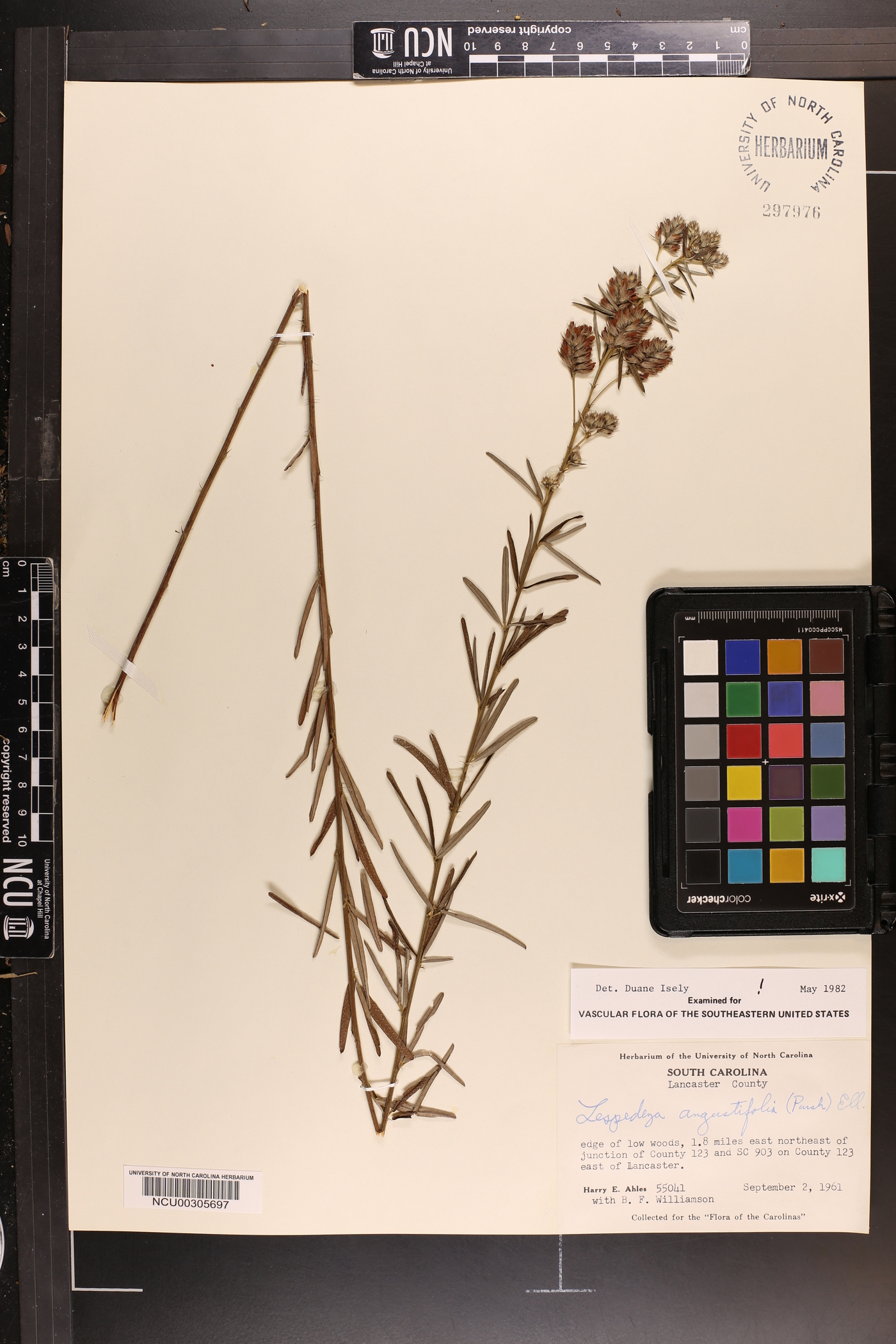 Lespedeza angustifolia image
