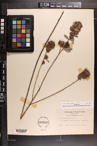 Lespedeza capitata image