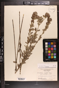 Lespedeza capitata image