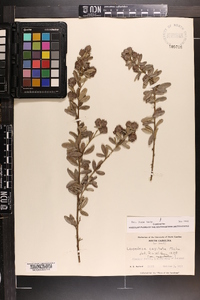 Lespedeza capitata image