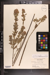 Lespedeza capitata image